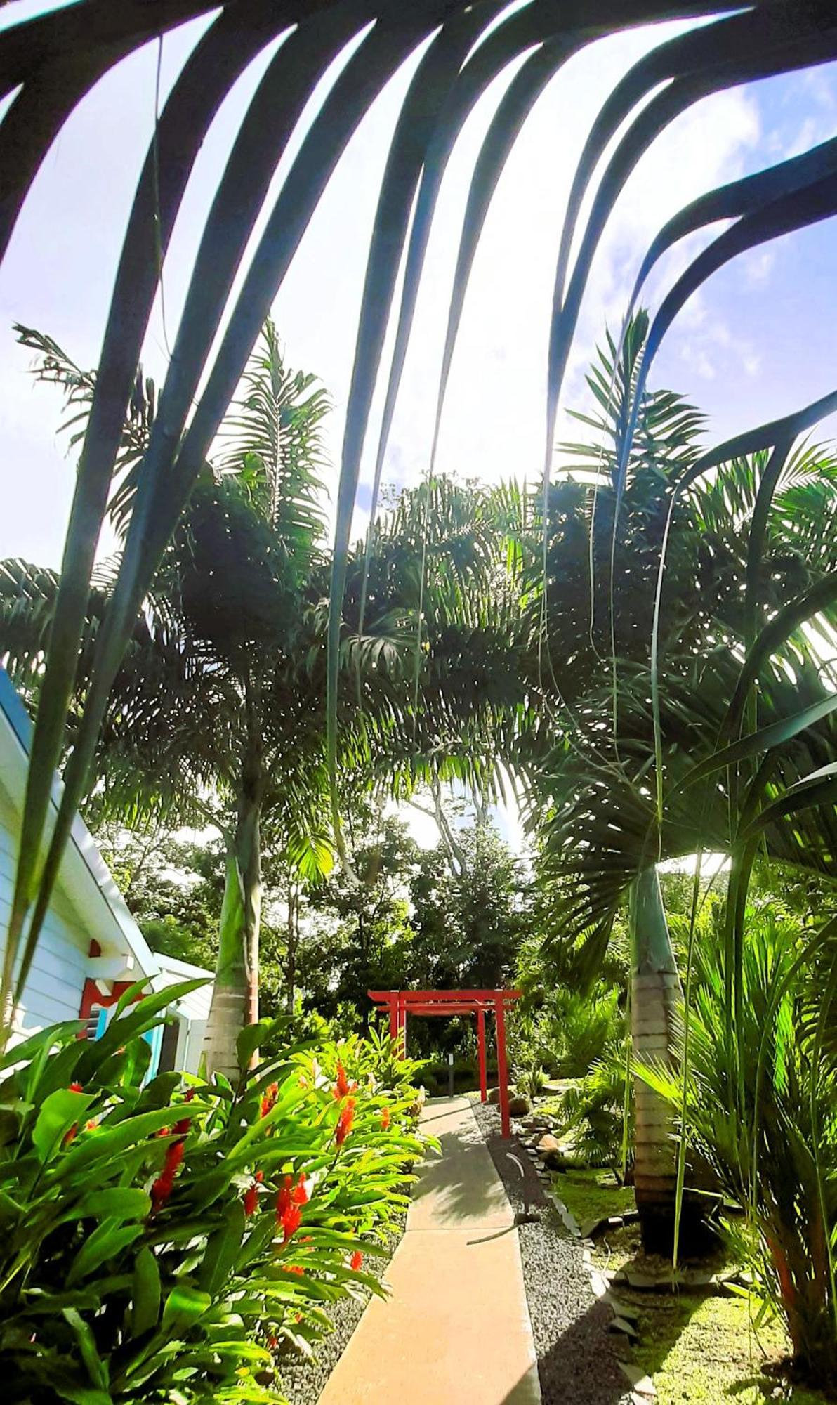 Caraibes Cottages Corail Piscine Privee A 900M De La Plage De Grande Anse デエエ エクステリア 写真